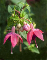 /album/fotogaleria-fotografia-macro/gfttt-37-xxx-640x480-jpg/